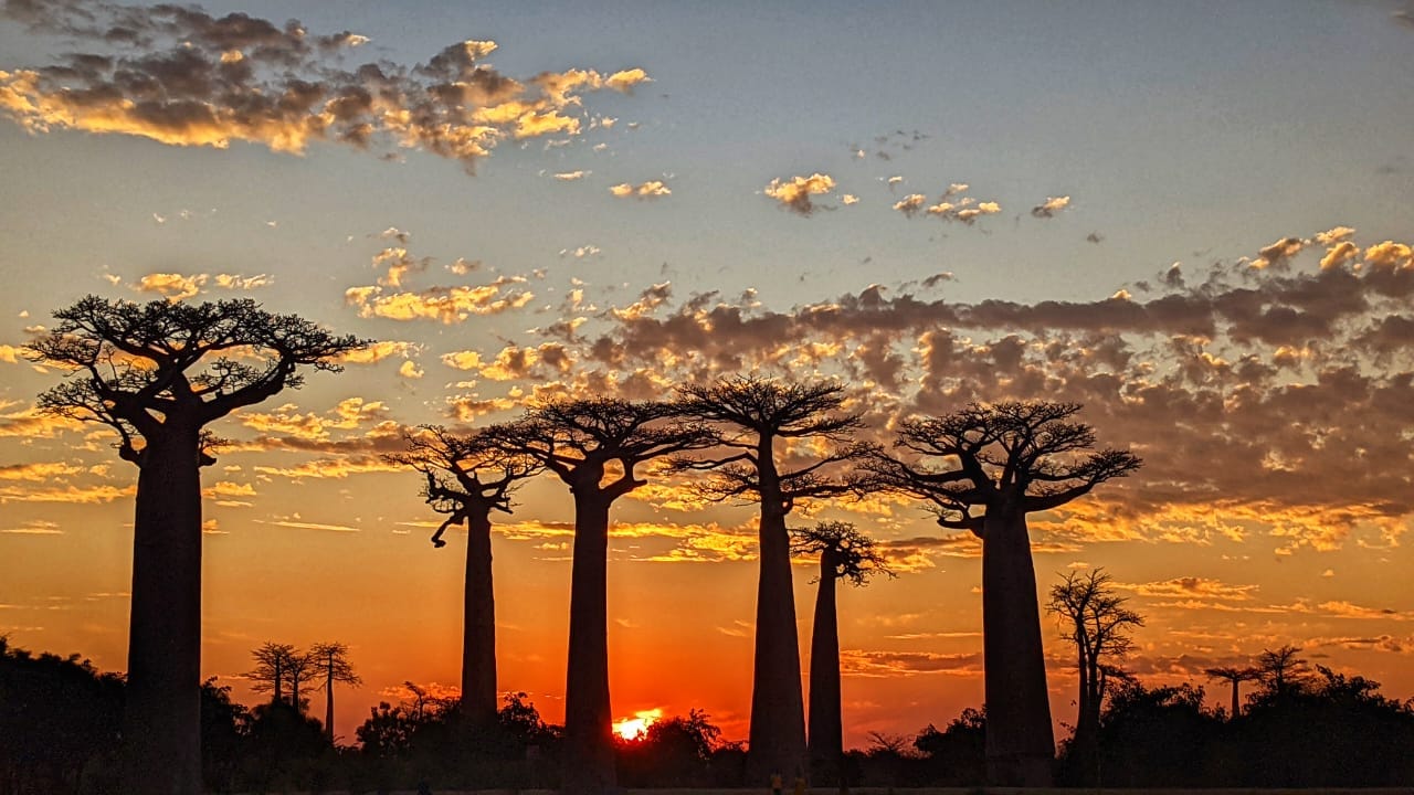 Allée des Baobabs